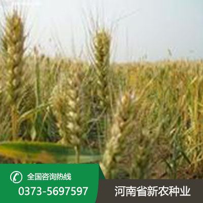 河南小麦种子产品