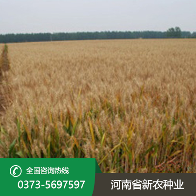 河南2023年小麦种子价格表