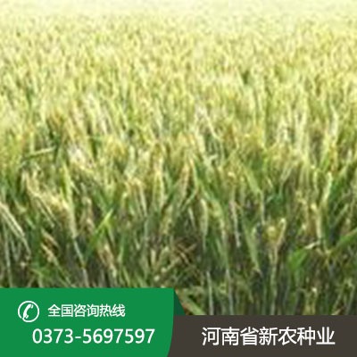 河南小麦一亩地用多少种子