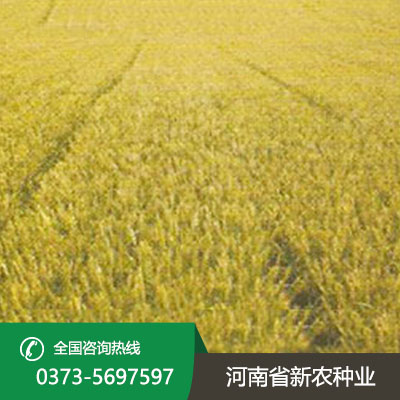 河南亩产1000公斤的小麦
