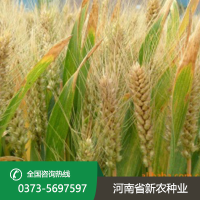 河南今日小麦价一斤多少钱