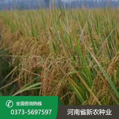 河南郑稻201水稻种子