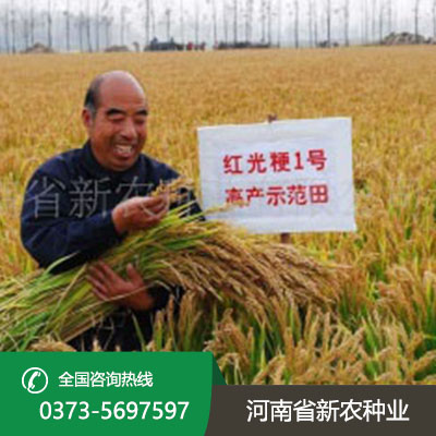 河南水稻种子价格