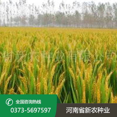 河南水稻种子产品