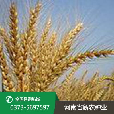 河南小麦种子品种