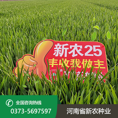 河南新农25小麦种子