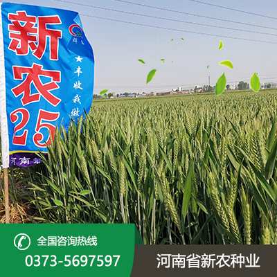 河南新农25小麦种