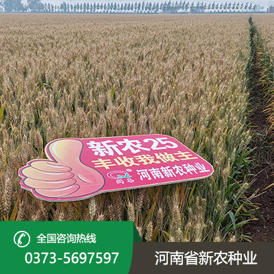 河南超高产小麦种子