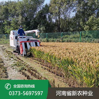 河南常规水稻种子价格