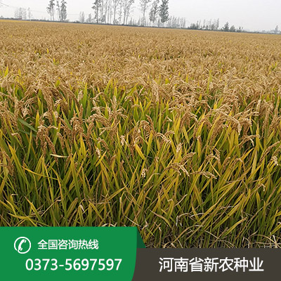 河南选购水稻种子