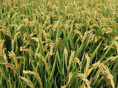 河南阳光800水稻种子