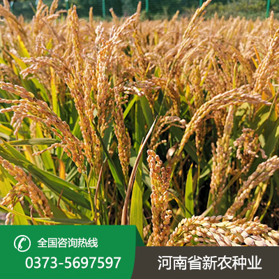河南水稻种子加盟