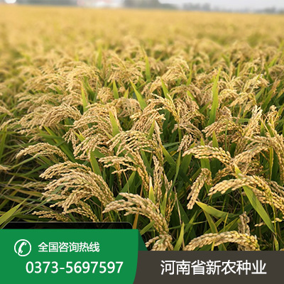 河南麦茬旱直播的水稻品种