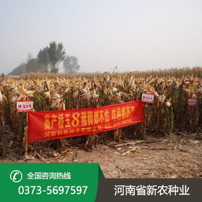 河南适合机器收的玉米种子