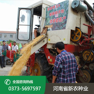 河南机收玉米