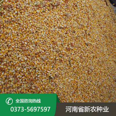 河南玉米种子批发