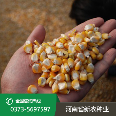 河南玉米种子采购
