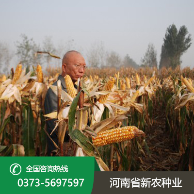 河南直接收籽玉米价格