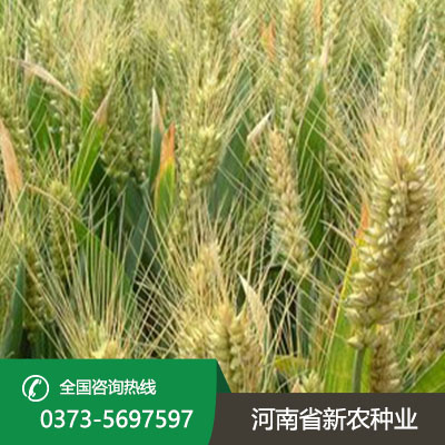 河南小麦