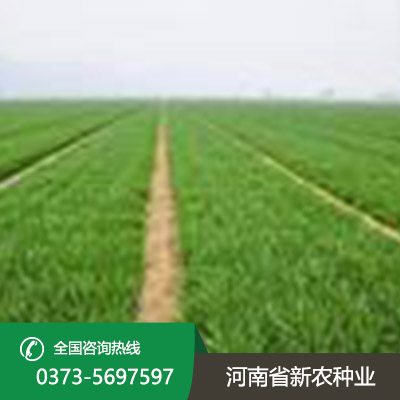 河南小麦种子的形状