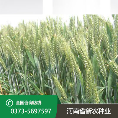 河南小麦种子价格