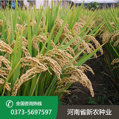 河南新农稻