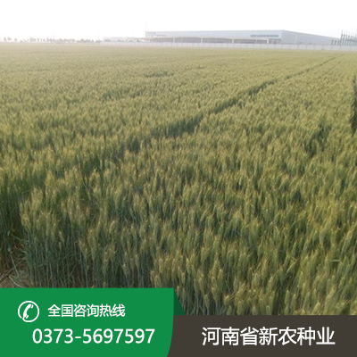 河南水稻价格