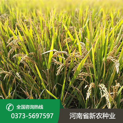 河南新农稻5号种子