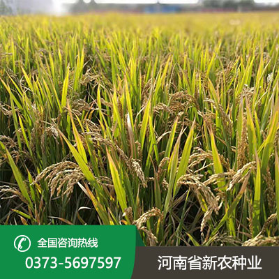河南水稻种子