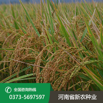 河南焦旱1号水稻