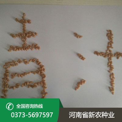河南青汁种