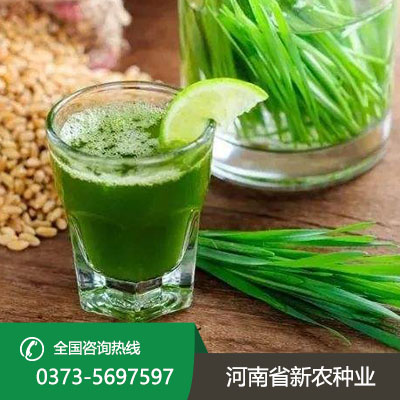 河南青汁种子