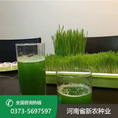 河南青汁小麦种子怎么种