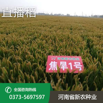 河南直播稻种子