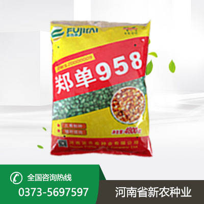 河南郑单958