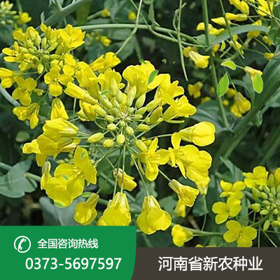 河南油菜花种子