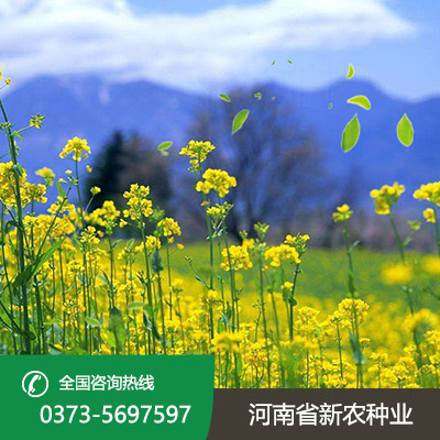 河南油菜籽种子