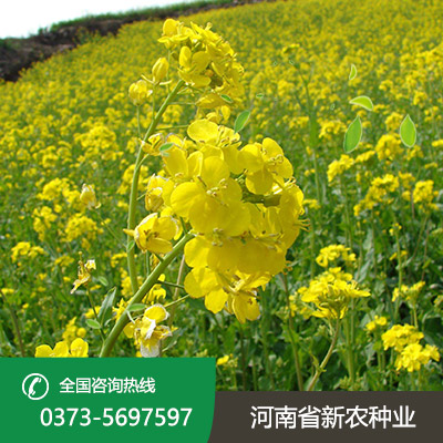 河南油菜种子