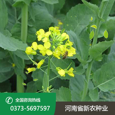 河南杂交油菜籽种子