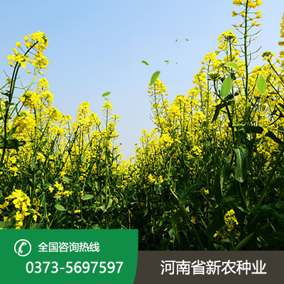 河南杂交油菜种子