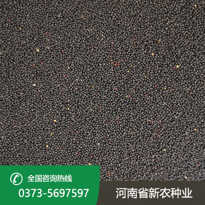 河南杂交油菜花种子