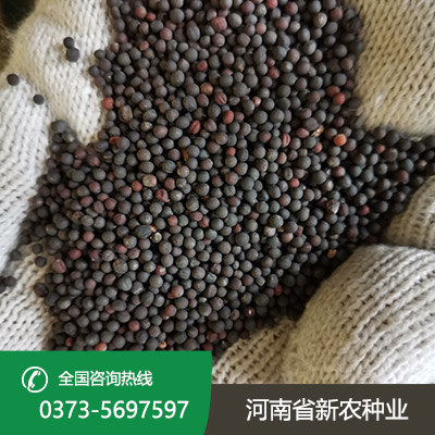 河南老油菜种子