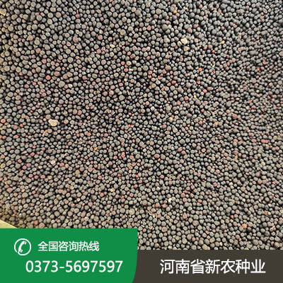 河南春油菜种子