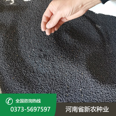河南天中油6号