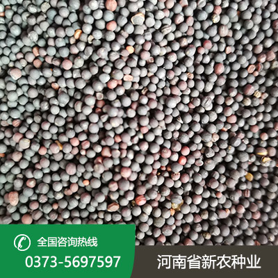河南天中油6号油菜籽