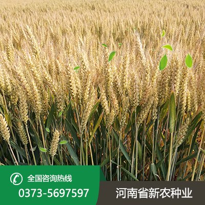河南才智566麦种