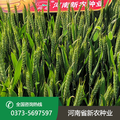 河南抗旱小麦种子