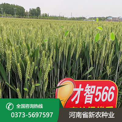 河南抗倒伏小麦种子