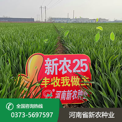 河南矮秆大穗小麦种子