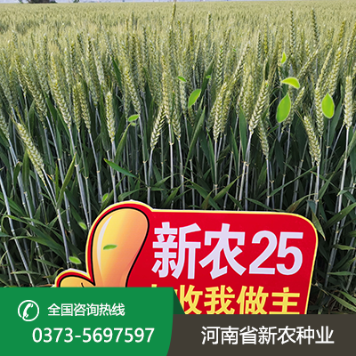 河南新农25麦种